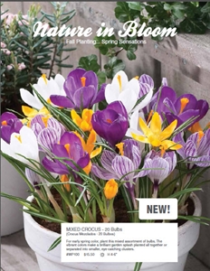 bulb-nature-in-bloom